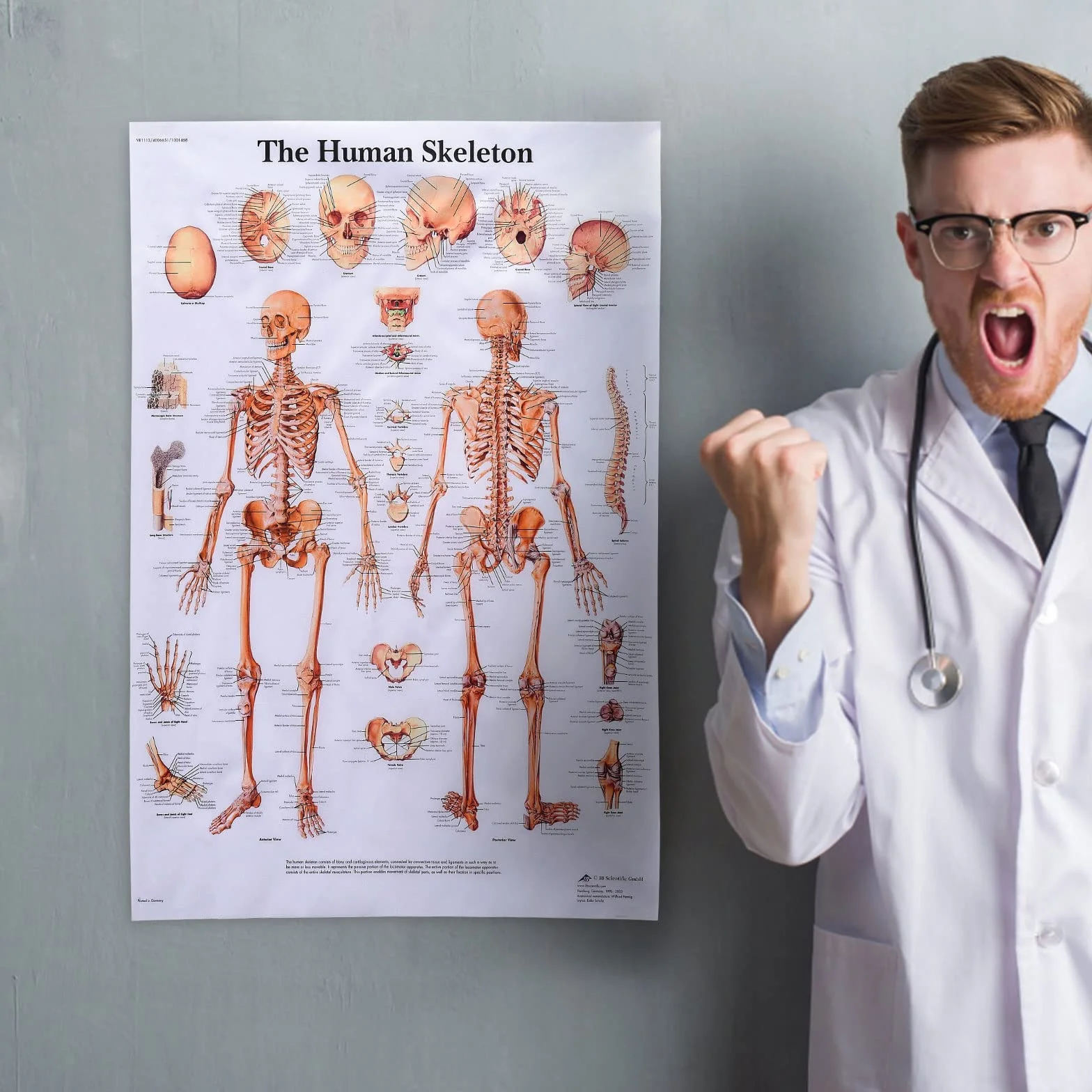 MISNODE Zestaw 2 plakatów anatomii człowieka mięśni układu mięśniowo-szkieletowego 45x68 cm
