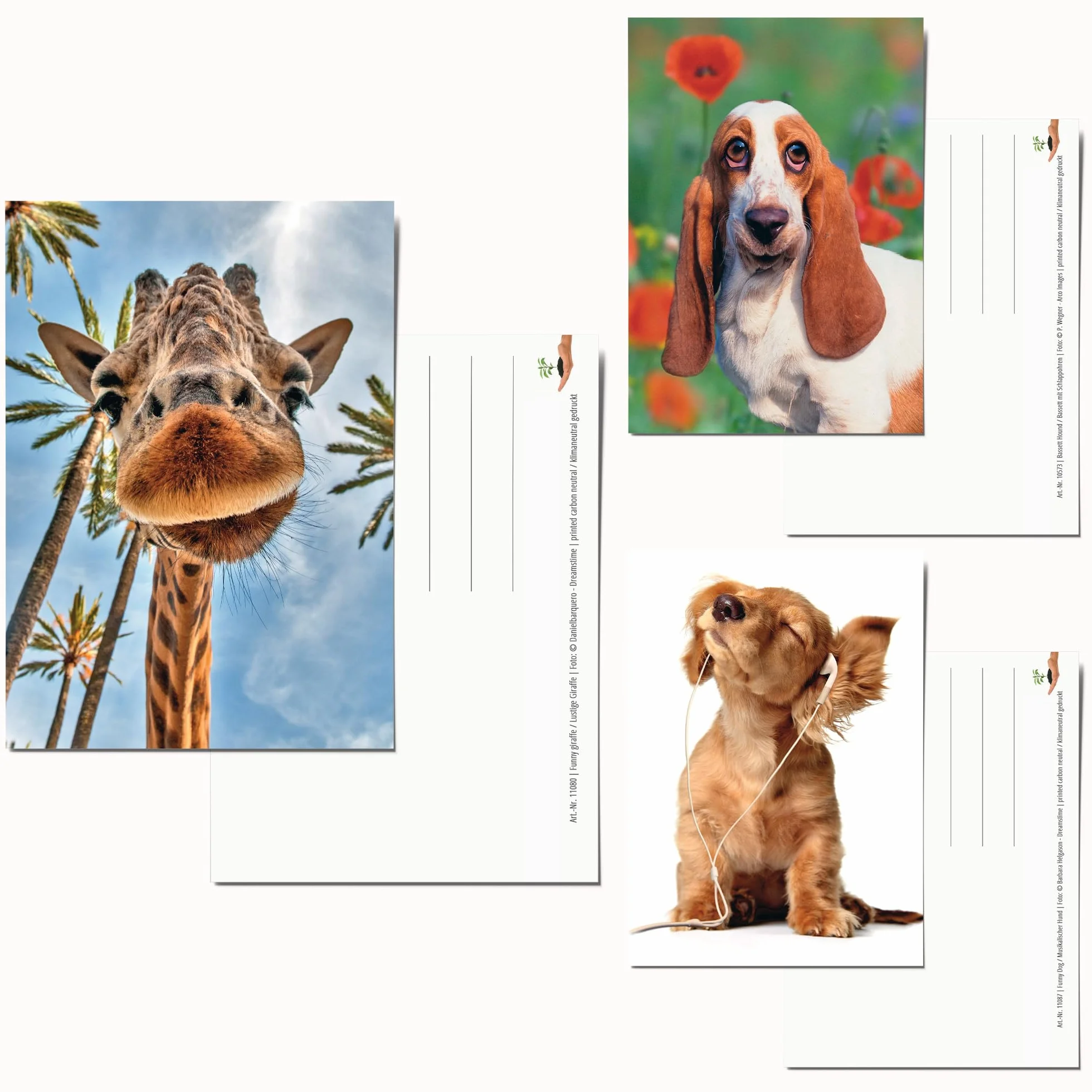 Edition Colibry Zestaw 20 kartek pocztowych Zwierzęta Postcrossing