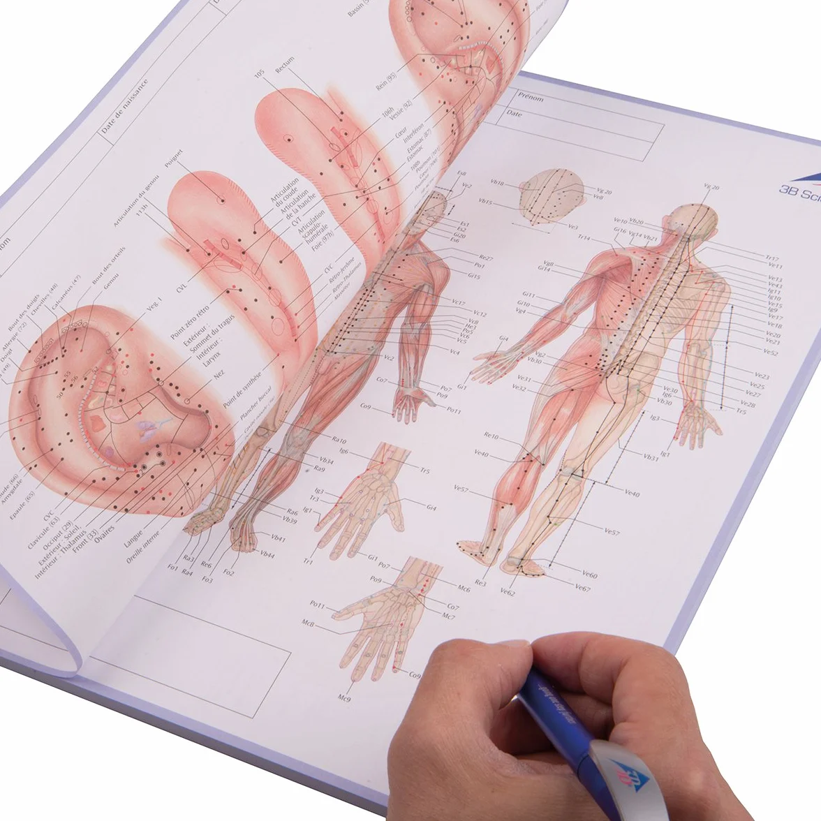 3B Scientific 1017883 Notatnik do akupunktury z południkami