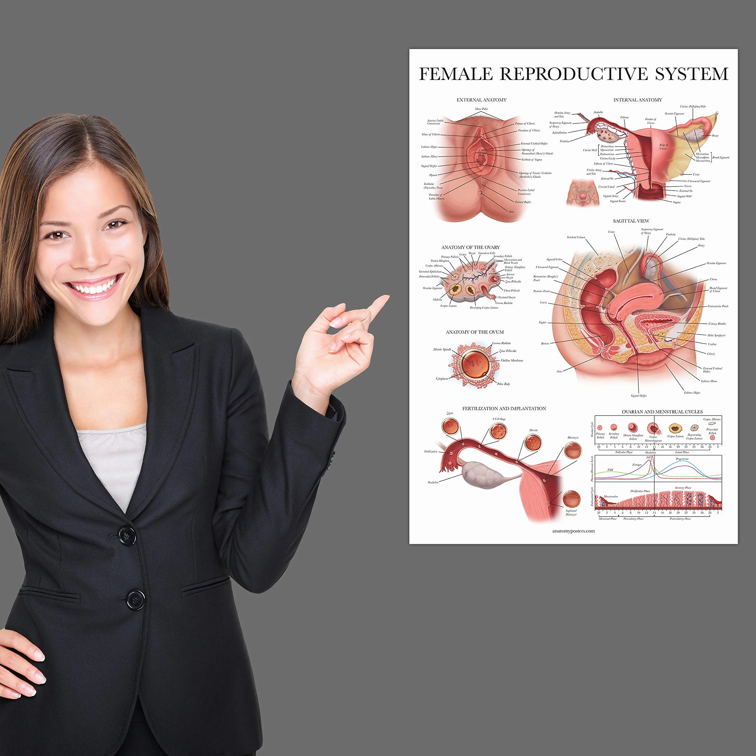 Palace Learning 2-pak męskich i żeńskich wykresów anatomicznych układu rozrodczego - zestaw plakatów anatomicznych dla mężczyzn i kobiet - 45 cm x 68 cm