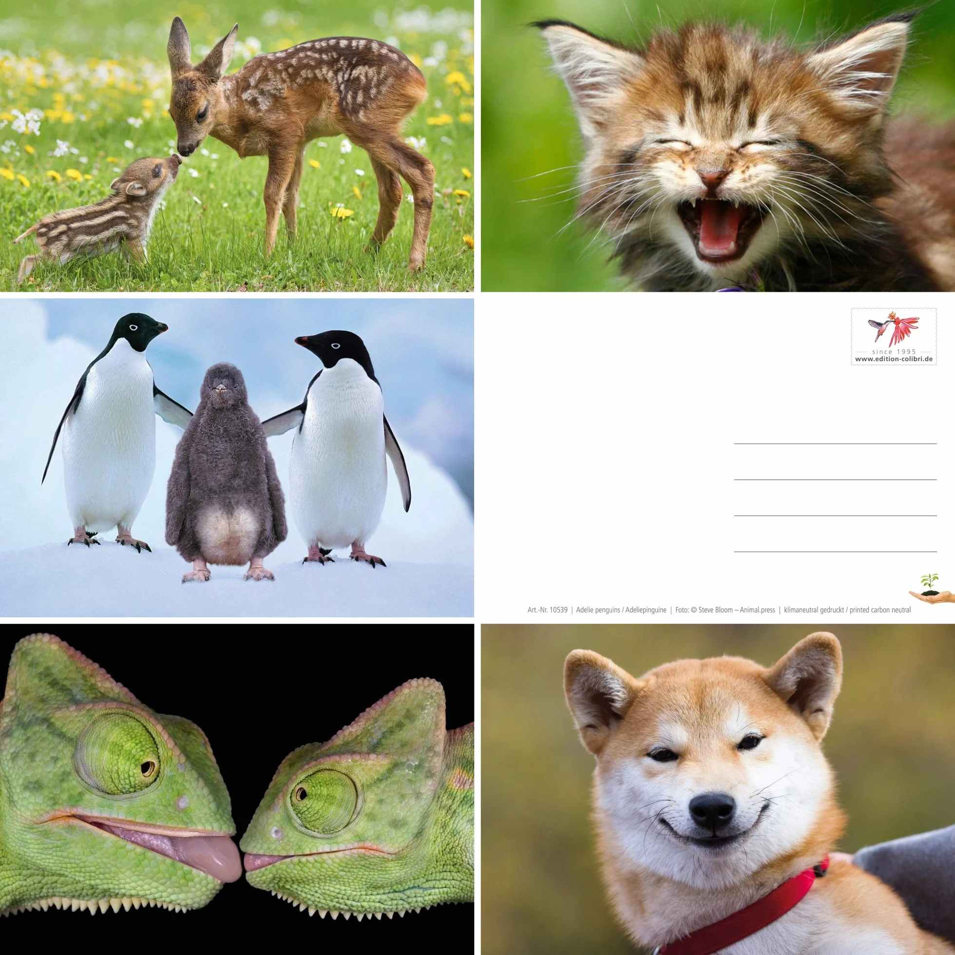 Edition Colibry Zestaw 20 kartek pocztowych Zwierzęta Postcrossing