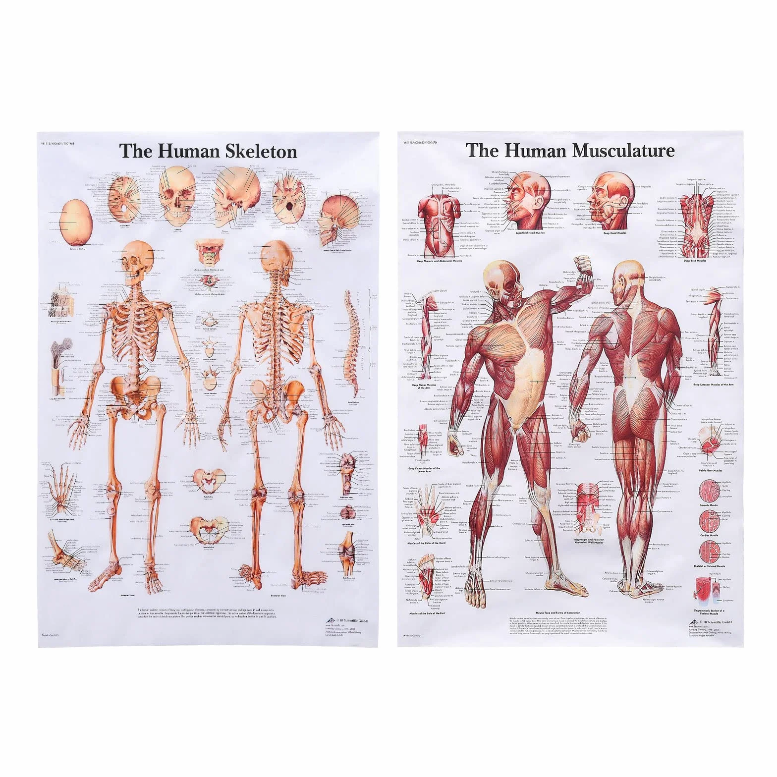MISNODE Zestaw 2 plakatów anatomii człowieka mięśni układu mięśniowo-szkieletowego 45x68 cm