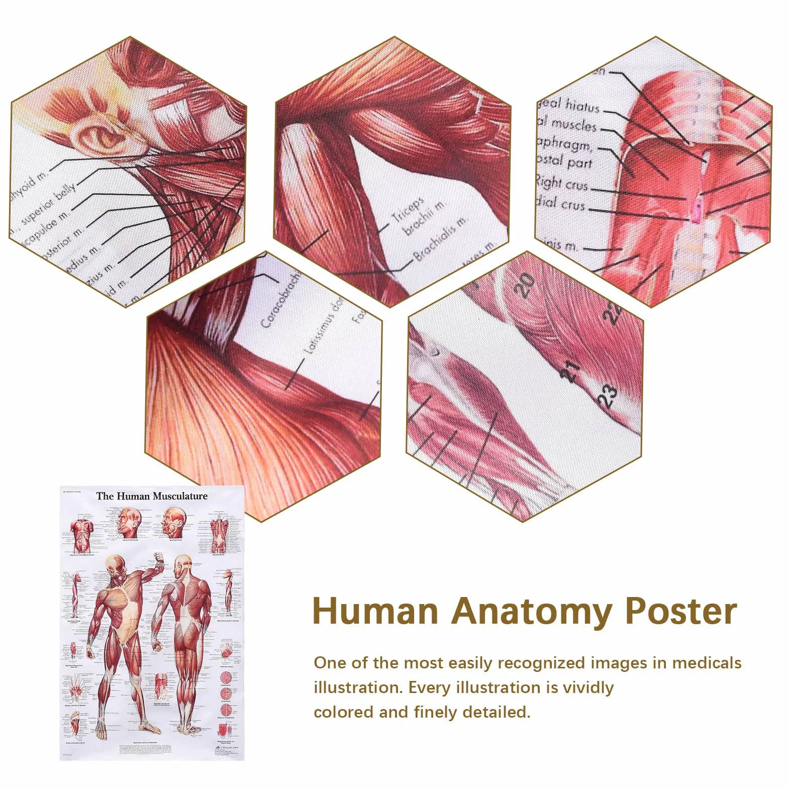 MISNODE Zestaw 2 plakatów anatomii człowieka mięśni układu mięśniowo-szkieletowego 45x68 cm