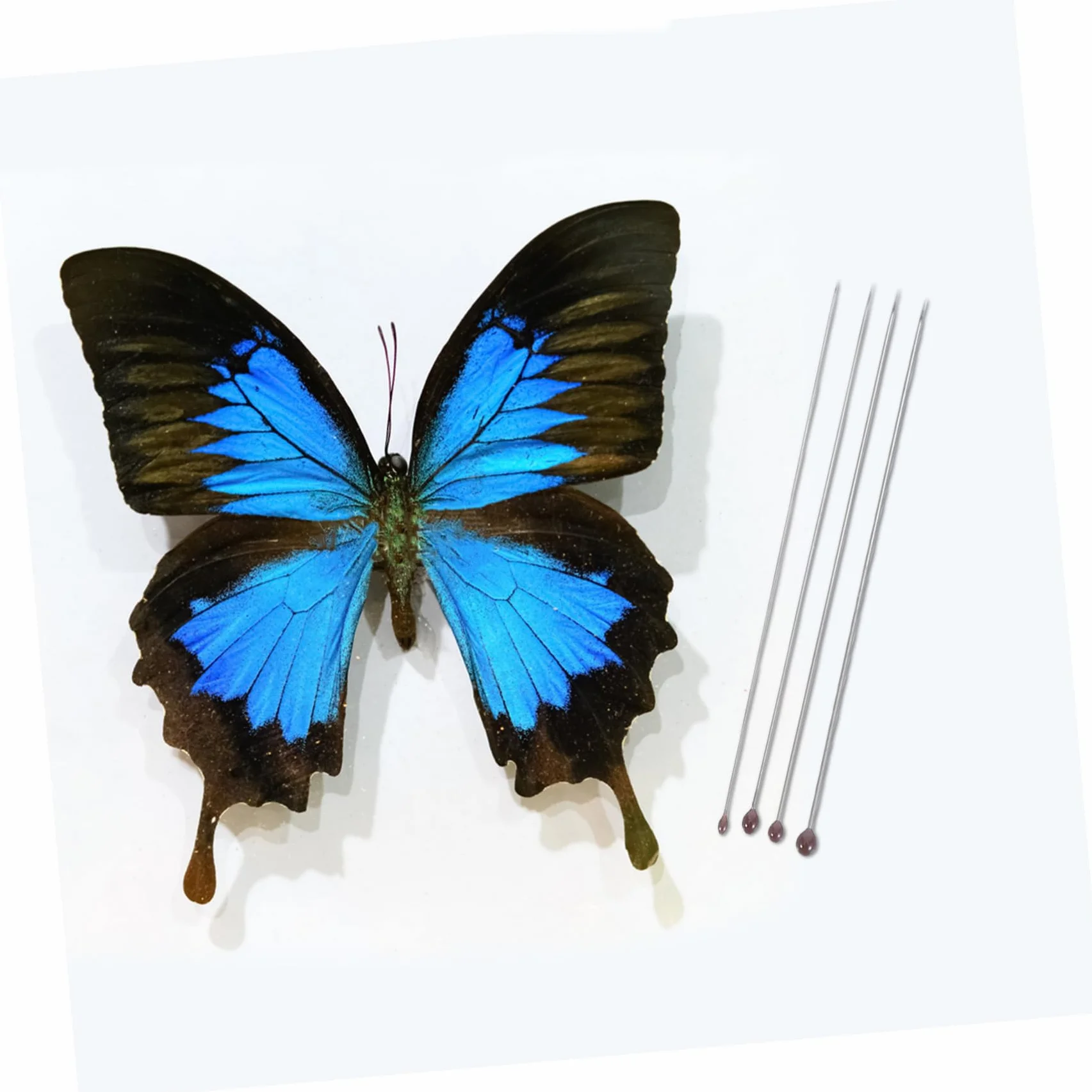 OUNONA 300 Szt. Stainless Steel Insect Pins Set Butterfly Mounting Needles for Entomology Specimen Making School Laboratory Bug Pinning Supplies for Group And Personal Use