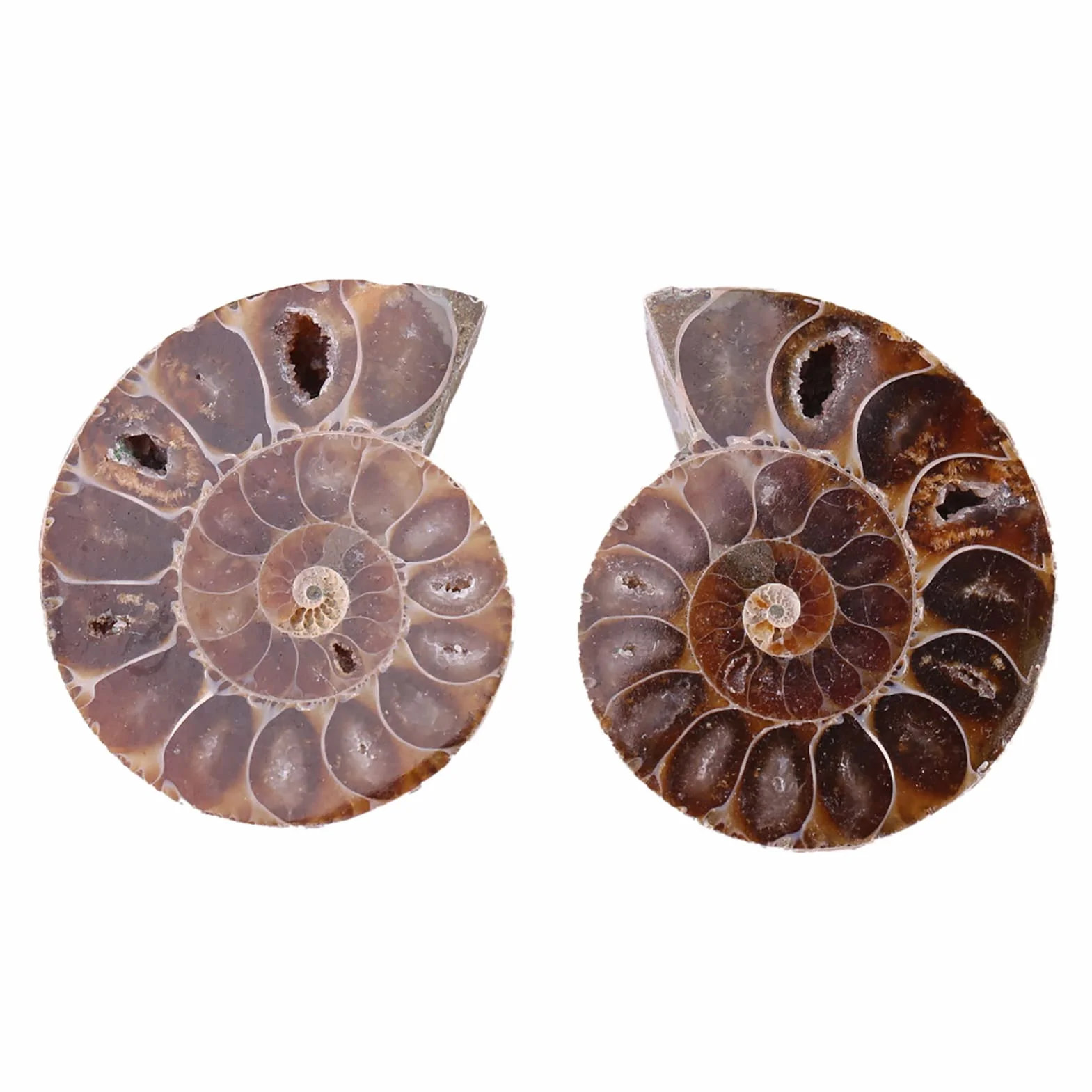2 x amonitowe próbki skamieniałości, naturalny amonit kopalny okazy muszla Madagaskaru (4 cm/1,57 cala)
