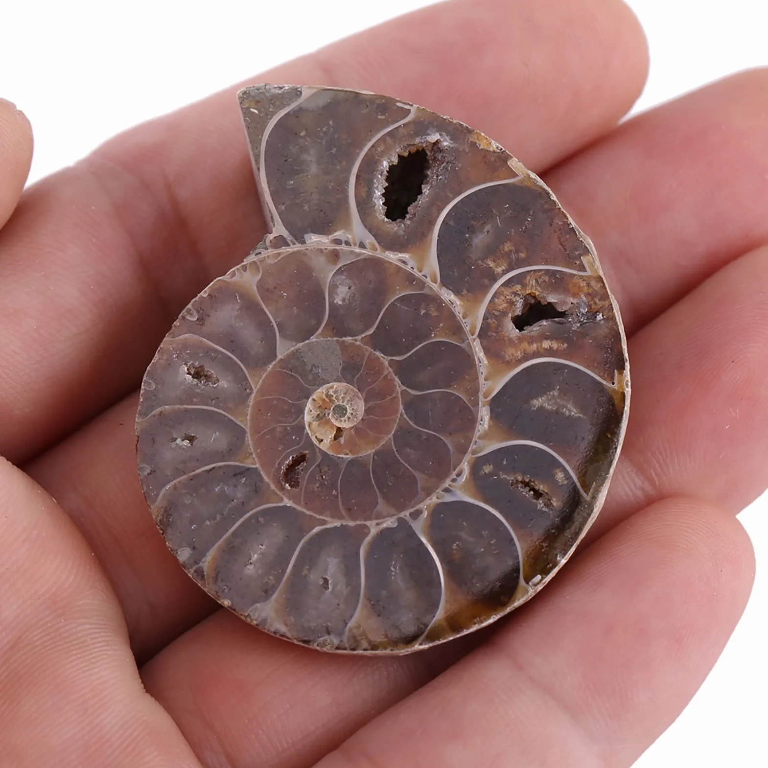 2 x amonitowe próbki skamieniałości, naturalny amonit kopalny okazy muszla Madagaskaru (4 cm/1,57 cala)