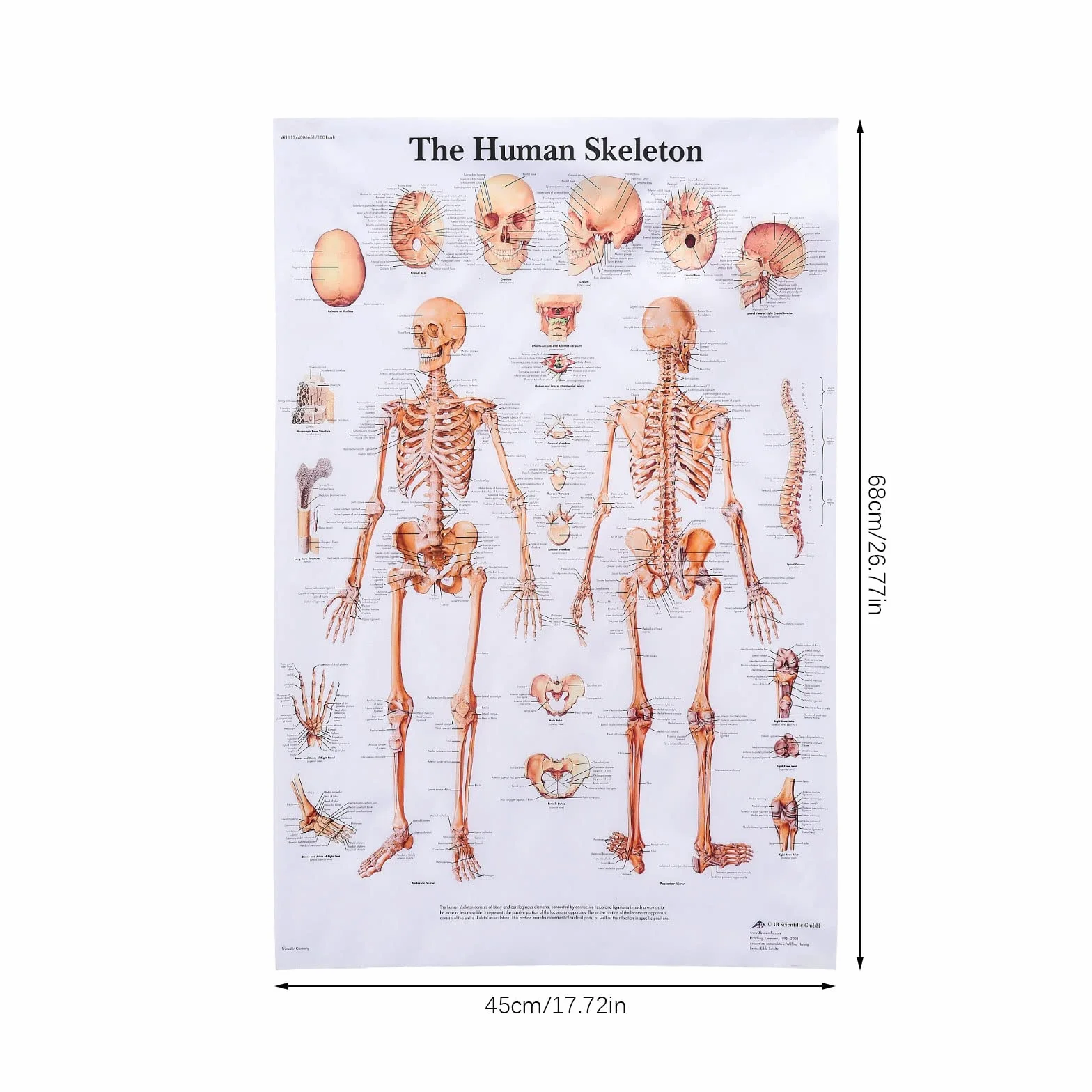 MISNODE Zestaw 2 plakatów anatomii człowieka mięśni układu mięśniowo-szkieletowego 45x68 cm