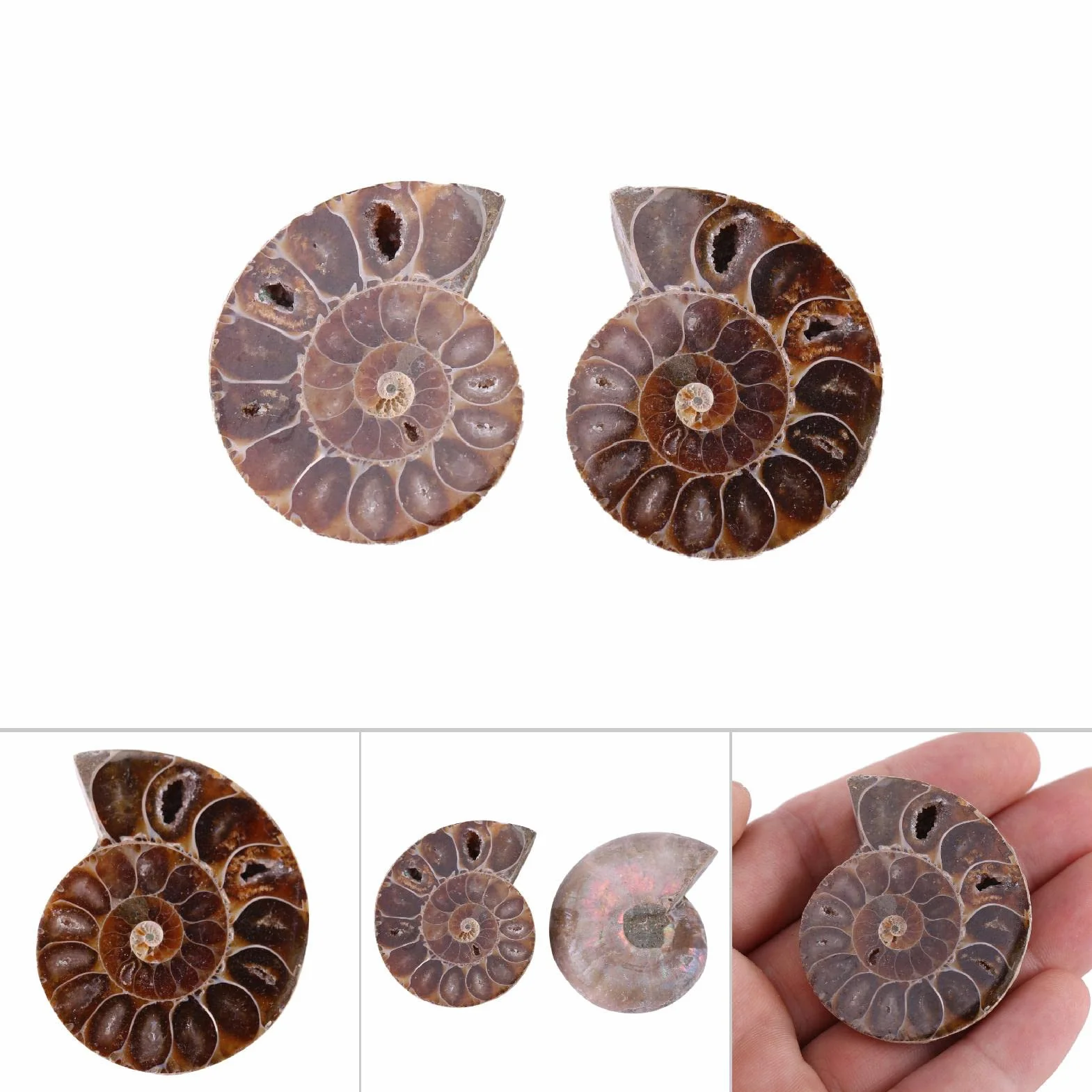 2 x amonitowe próbki skamieniałości, naturalny amonit kopalny okazy muszla Madagaskaru (4 cm/1,57 cala)