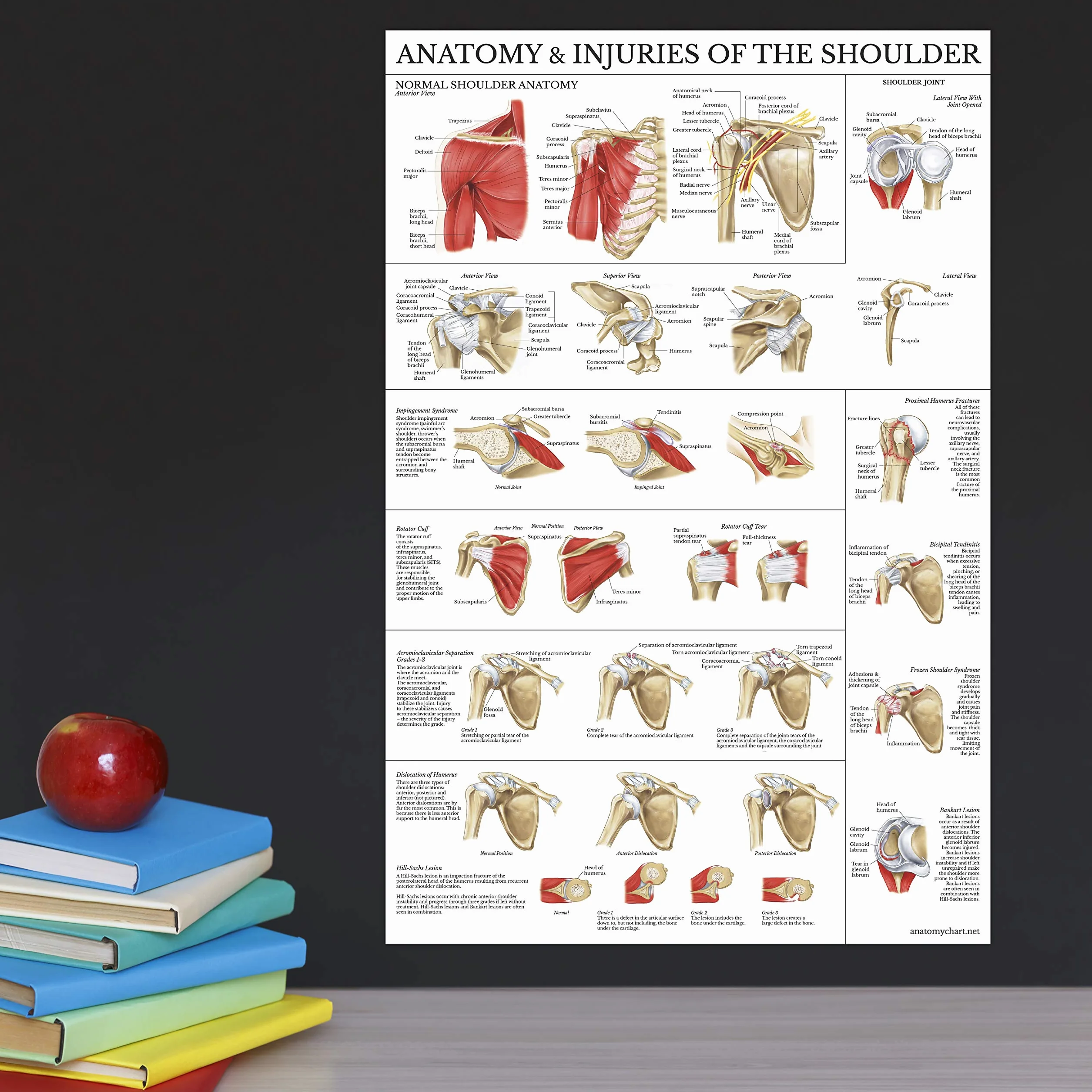 Palace Learning Zestaw 2 plakatów anatomia kolana i ramion – wykresy anatomiczne laminowany 45 cm x 61 cm