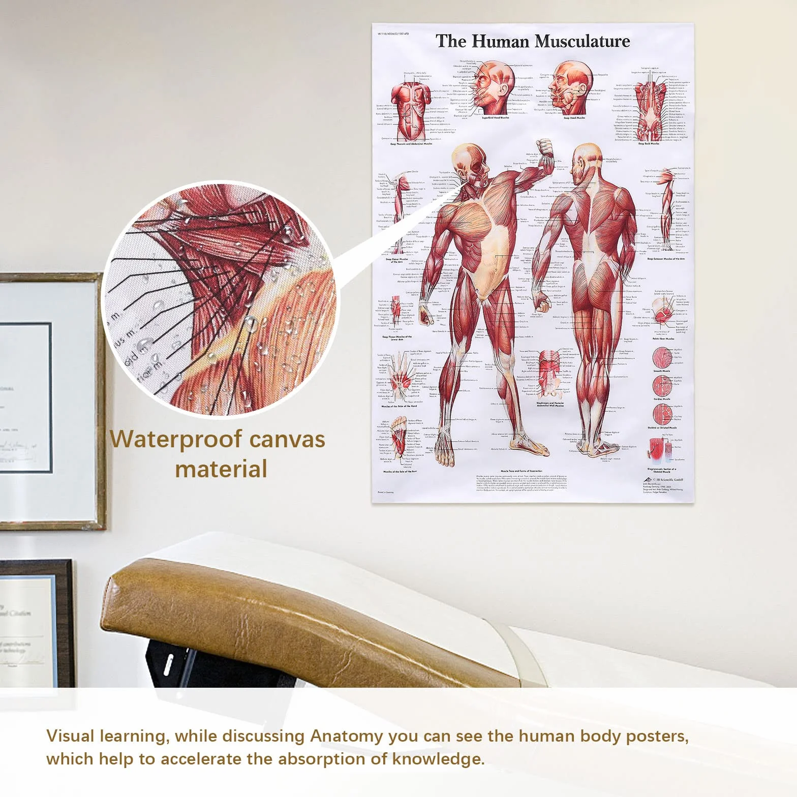 MISNODE Zestaw 2 plakatów anatomii człowieka mięśni układu mięśniowo-szkieletowego 45x68 cm