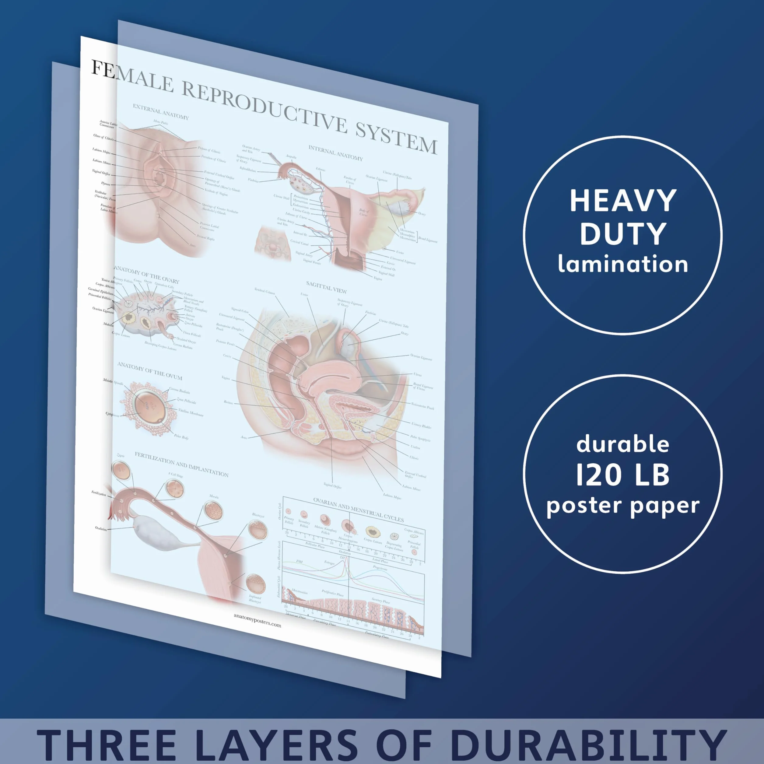 Palace Learning 2-pak męskich i żeńskich wykresów anatomicznych układu rozrodczego - zestaw plakatów anatomicznych dla mężczyzn i kobiet - 45 cm x 68 cm