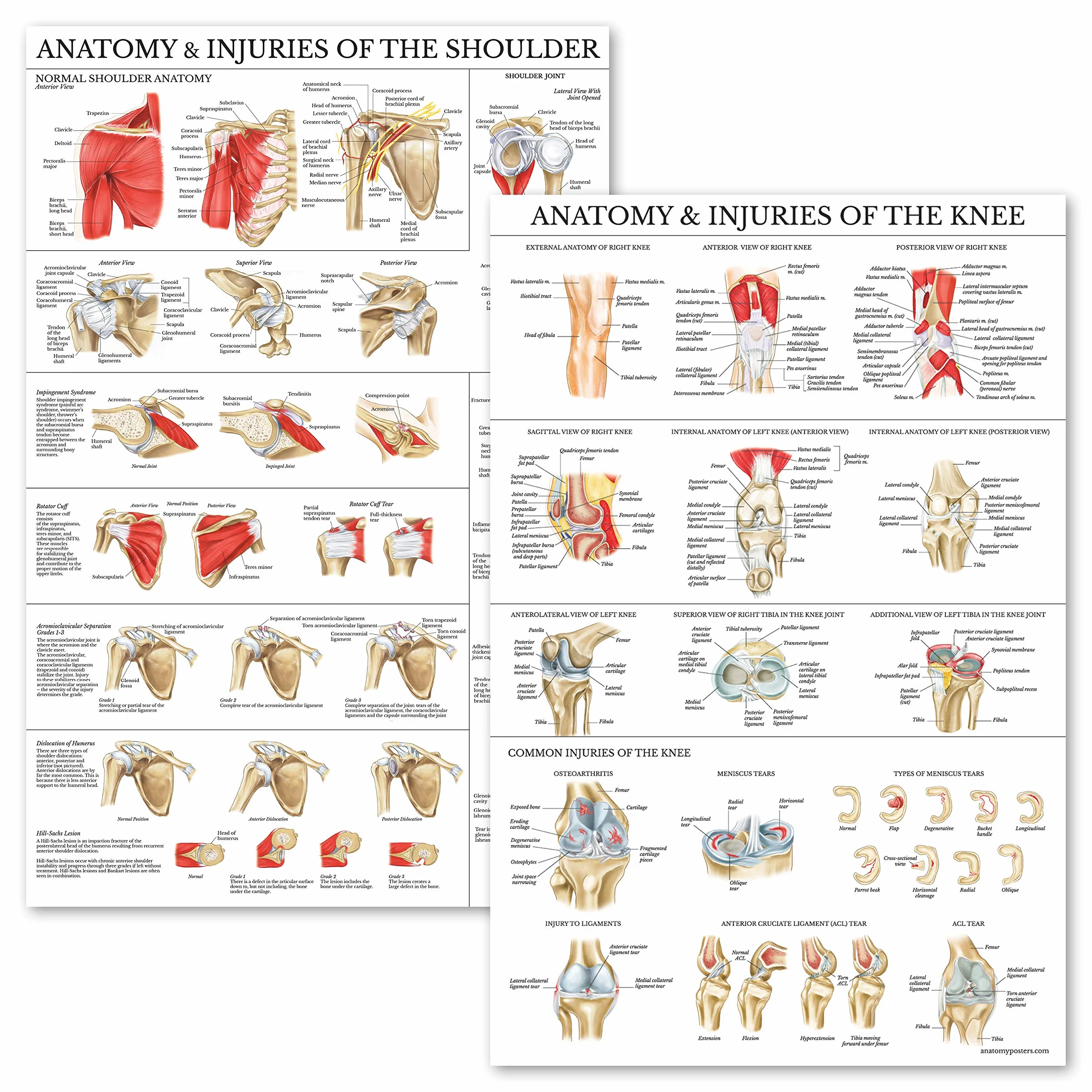 Palace Learning Zestaw 2 plakatów anatomia kolana i ramion – wykresy anatomiczne laminowany 45 cm x 61 cm