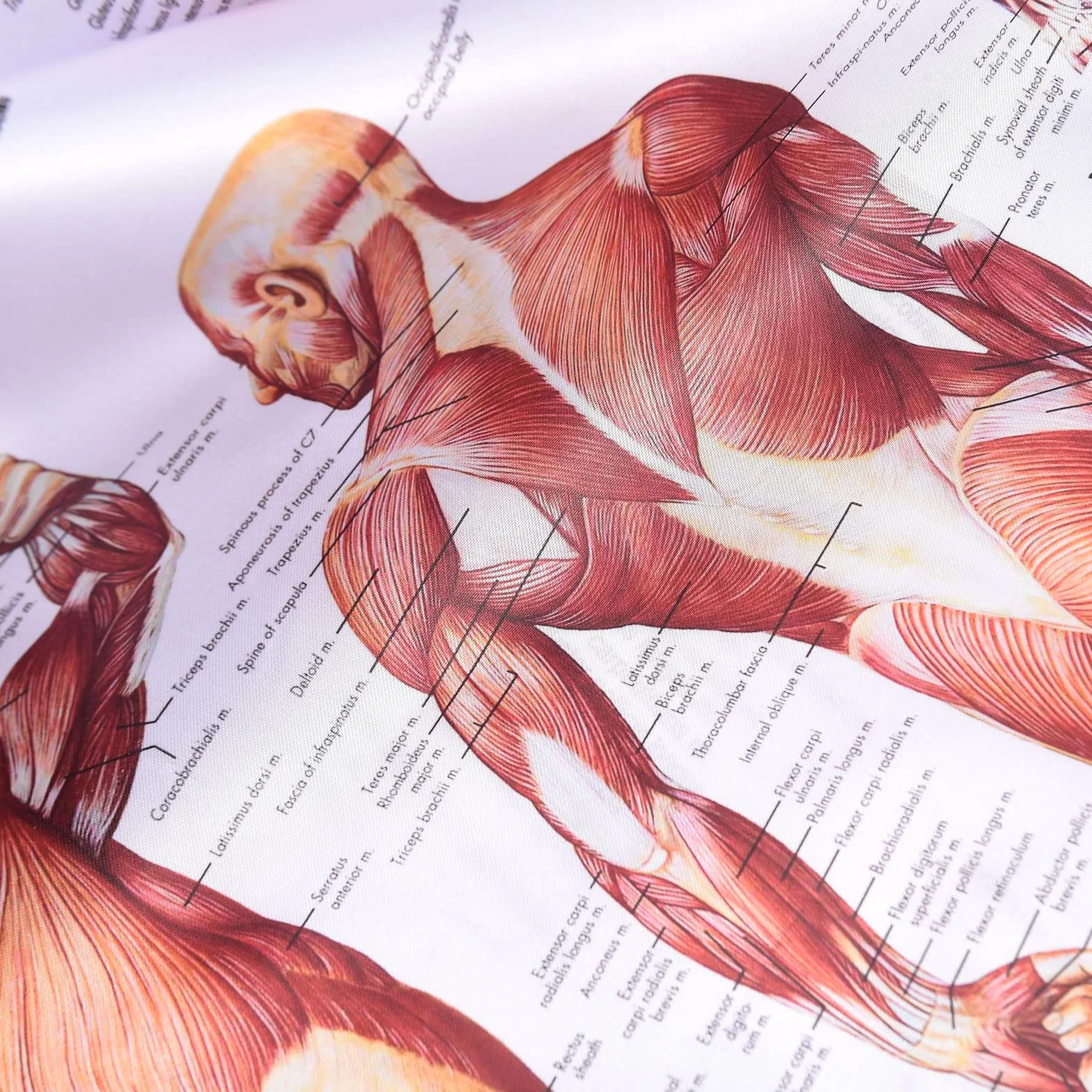 MISNODE Zestaw 2 plakatów anatomii człowieka mięśni układu mięśniowo-szkieletowego 45x68 cm