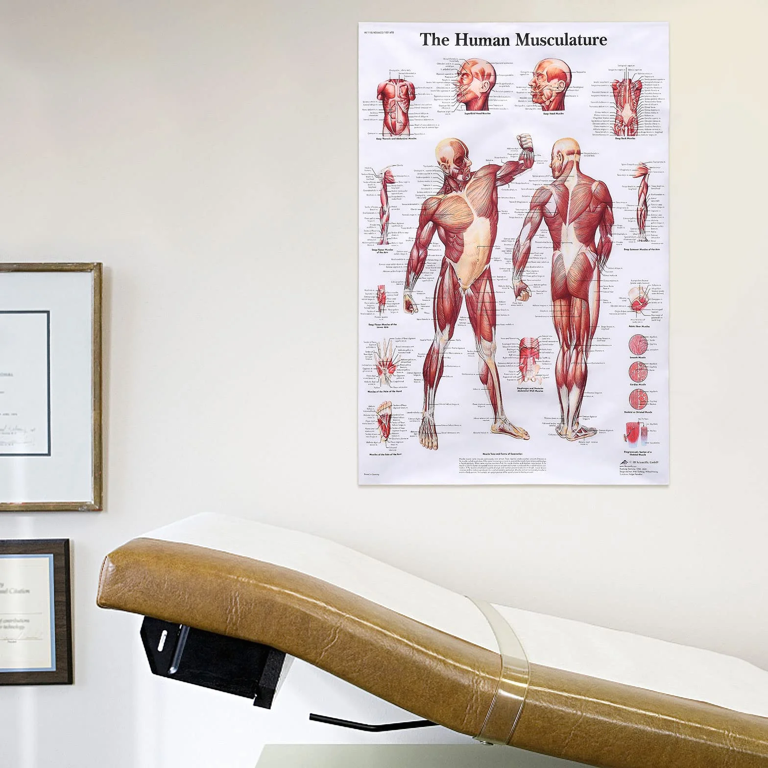 MISNODE Zestaw 2 plakatów anatomii człowieka mięśni układu mięśniowo-szkieletowego 45x68 cm