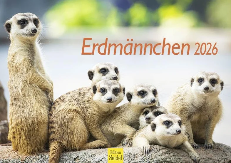 Edition Seidel Kalendarz premium surykatki na rok 2026, format DIN A5, kalendarz ścienny, kalendarz ze zwierzętami, Afryka, zoo, natura, paczka ssaków, dzikich zwierząt