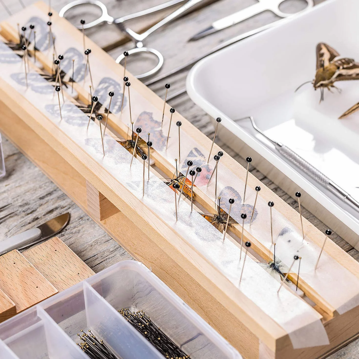 Szpilki do insektów ze stali nierdzewnej 500 szt. 5 rozmiarów laboratorium entomologii