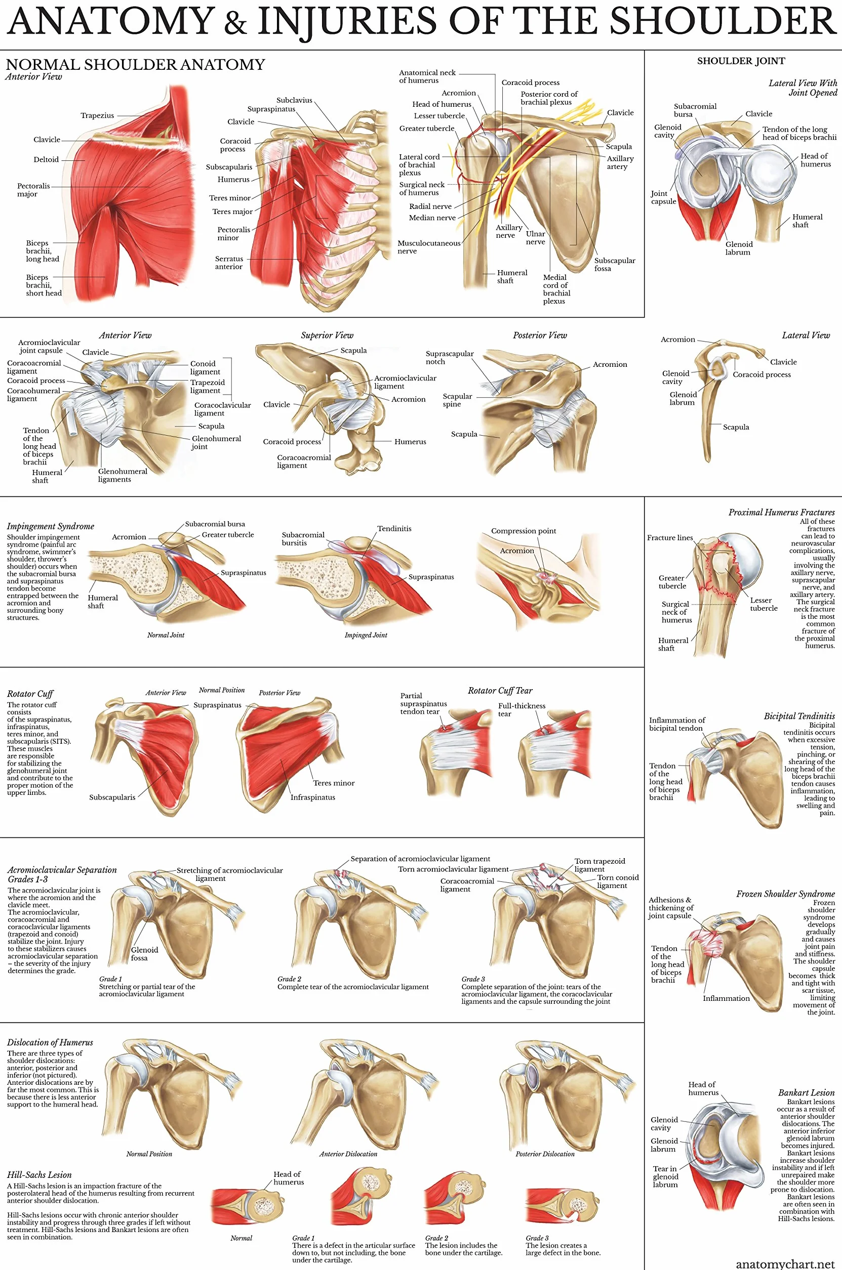 Palace Learning Zestaw 2 plakatów anatomia kolana i ramion – wykresy anatomiczne laminowany 45 cm x 61 cm