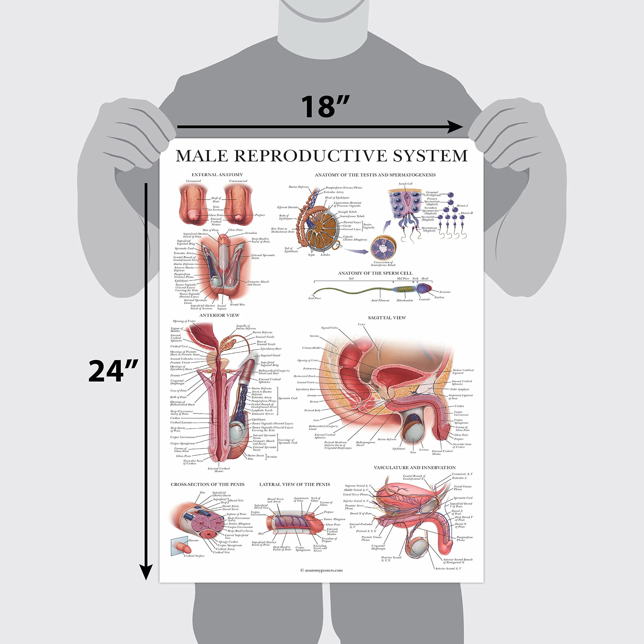 Palace Learning 2-pak męskich i żeńskich wykresów anatomicznych układu rozrodczego - zestaw plakatów anatomicznych dla mężczyzn i kobiet - 45 cm x 68 cm