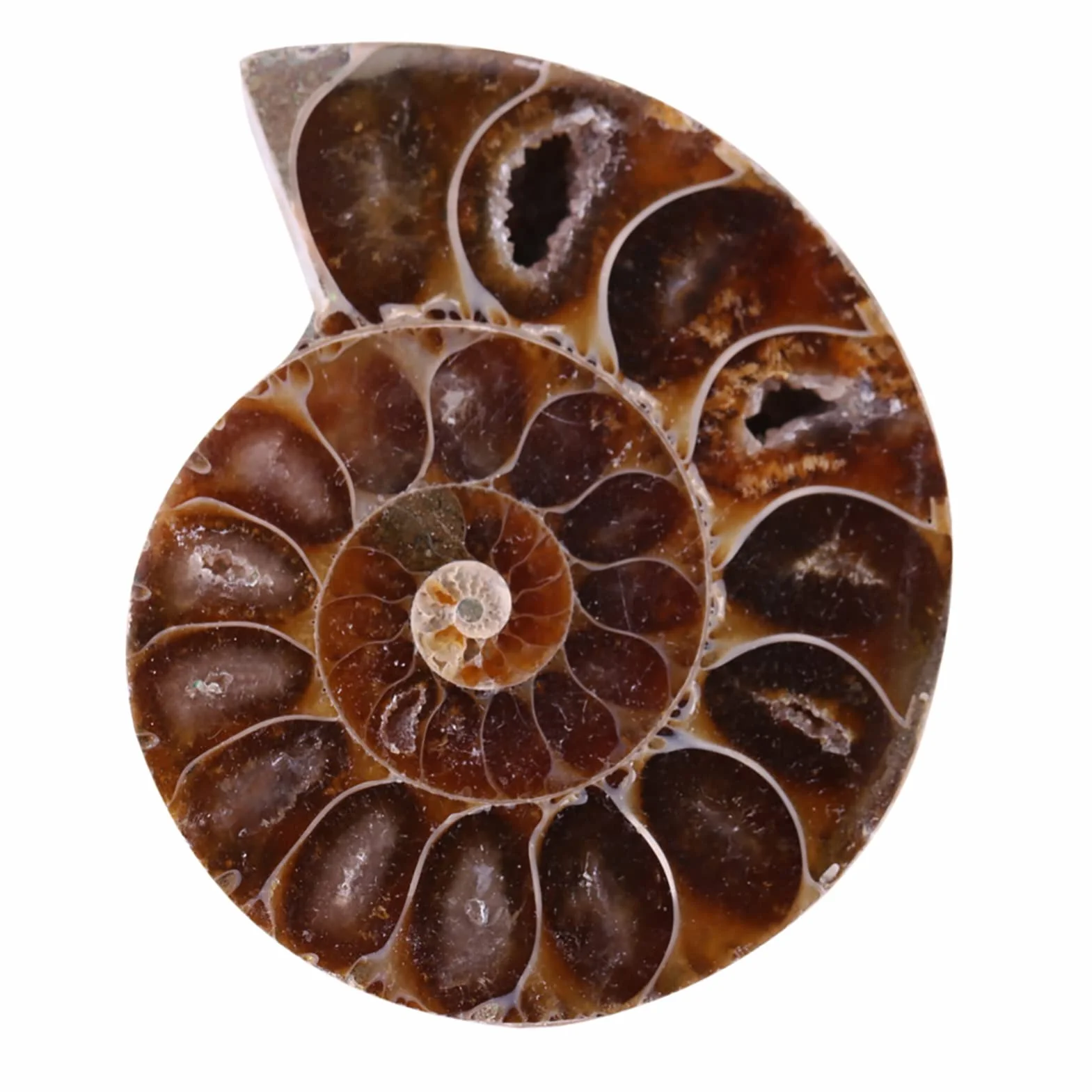2 x amonitowe próbki skamieniałości, naturalny amonit kopalny okazy muszla Madagaskaru (4 cm/1,57 cala)