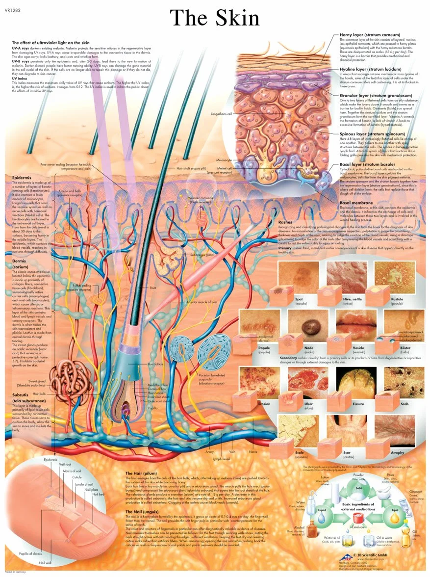3B Scientific The Skin Chart laminowana wersja, 1001512