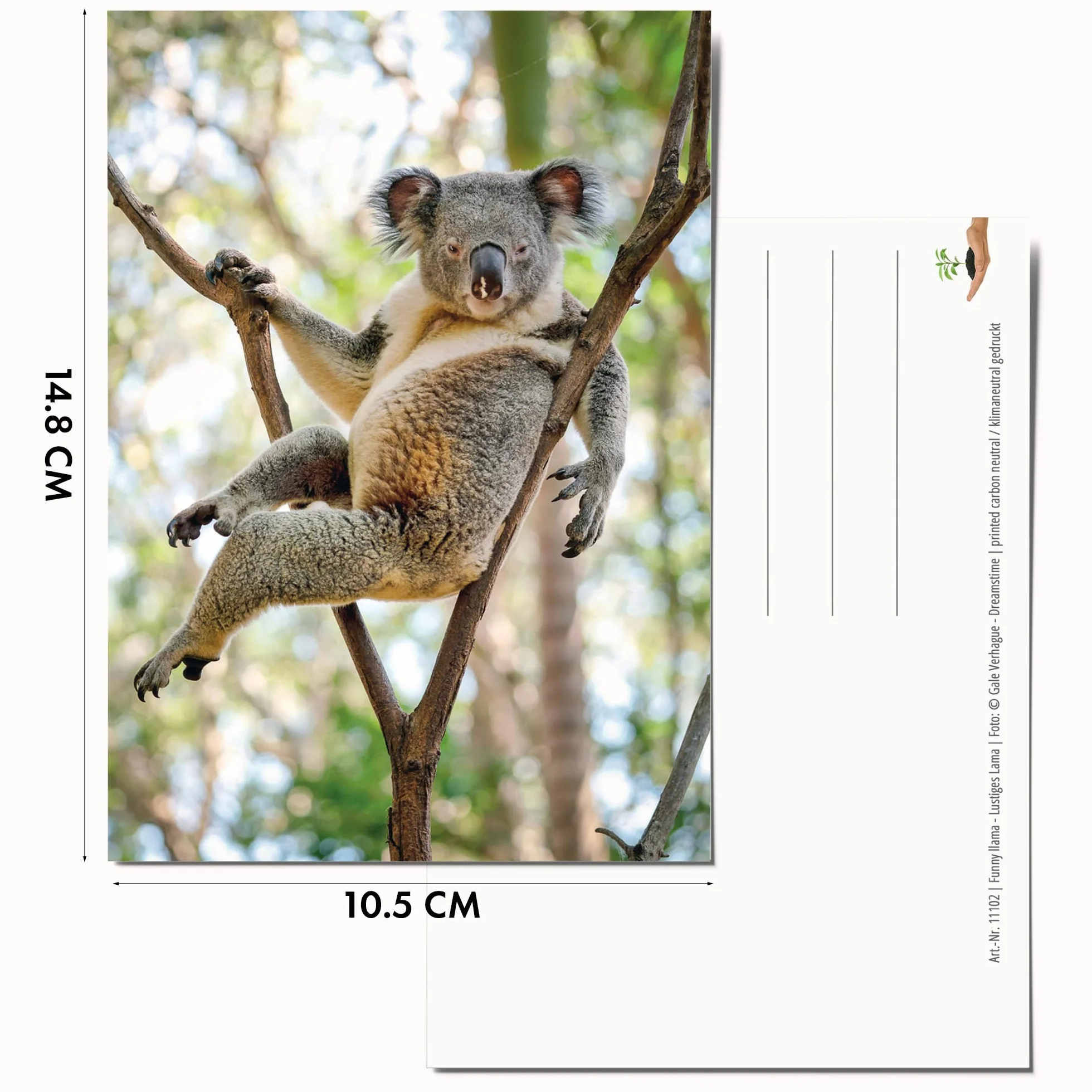 Edition Colibry Zestaw 20 kartek pocztowych Zwierzęta Postcrossing