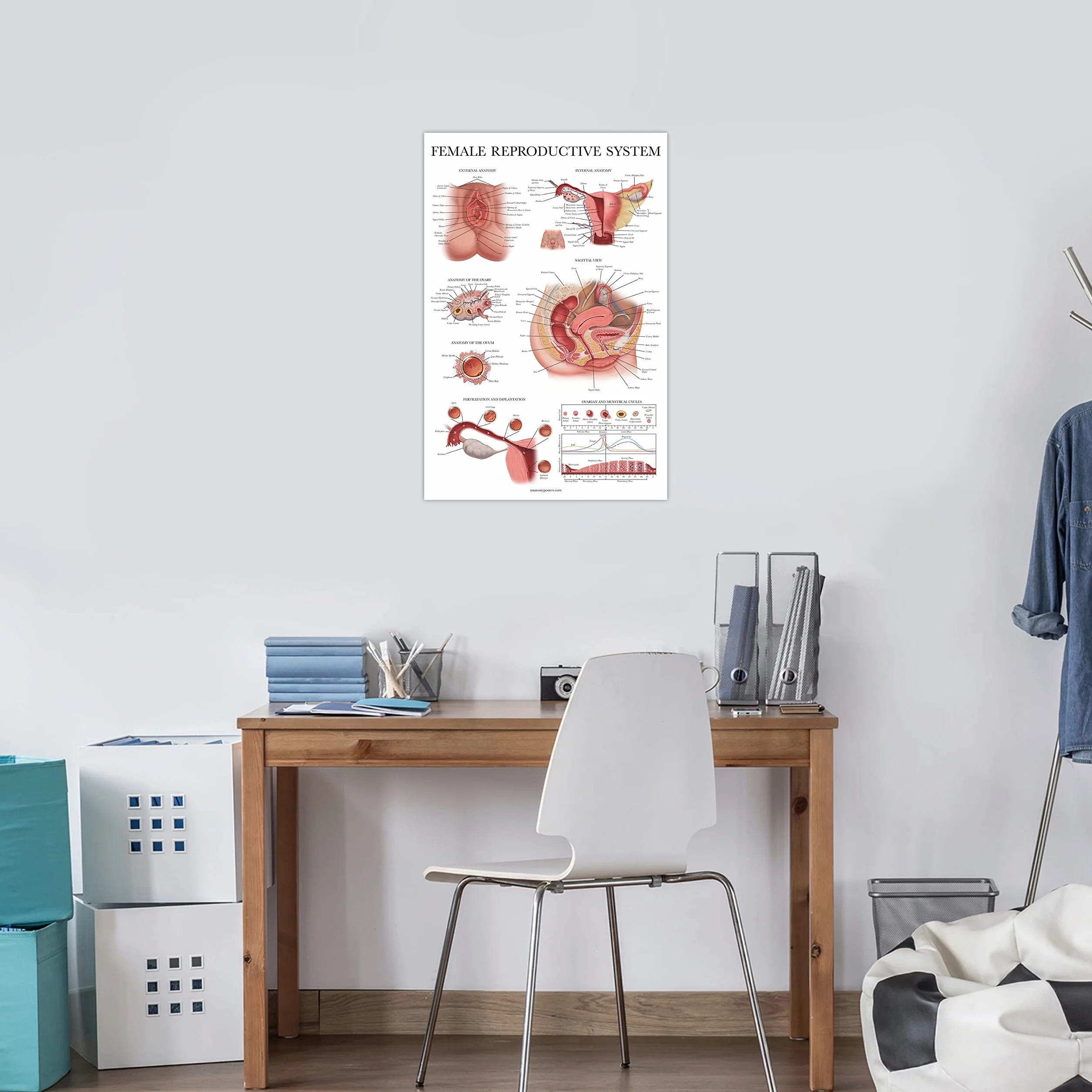 Palace Learning 2-pak męskich i żeńskich wykresów anatomicznych układu rozrodczego - zestaw plakatów anatomicznych dla mężczyzn i kobiet - 45 cm x 68 cm
