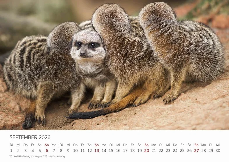 Edition Seidel Kalendarz premium surykatki na rok 2026, format DIN A5, kalendarz ścienny, kalendarz ze zwierzętami, Afryka, zoo, natura, paczka ssaków, dzikich zwierząt