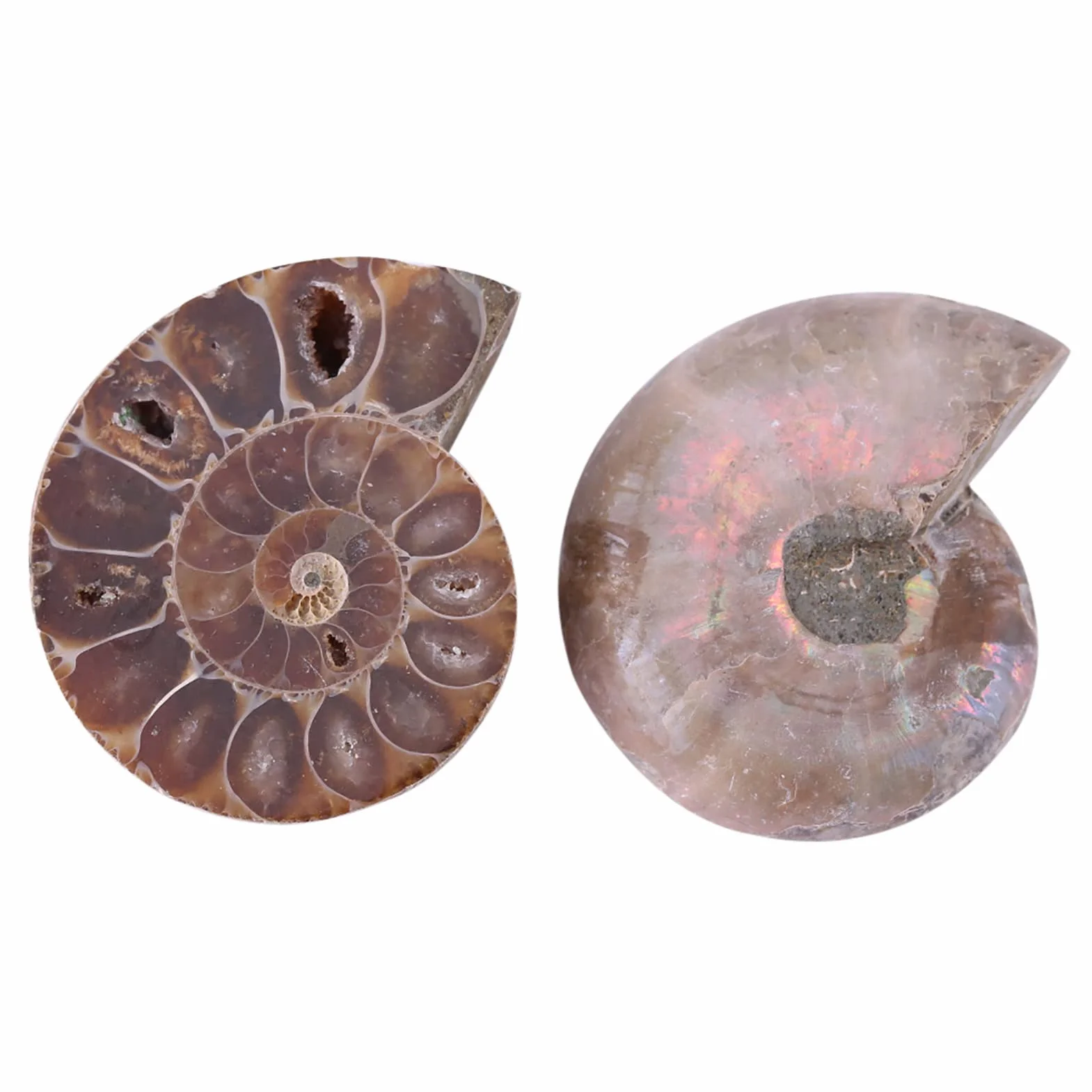 2 x amonitowe próbki skamieniałości, naturalny amonit kopalny okazy muszla Madagaskaru (4 cm/1,57 cala)