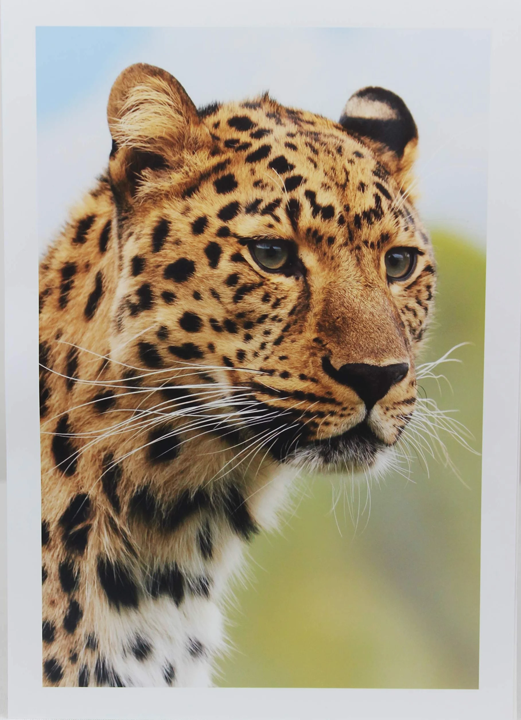Papier Fotograficzny Satynowy Perłowy A3 280g 20 Arkuszy PPD-22-20