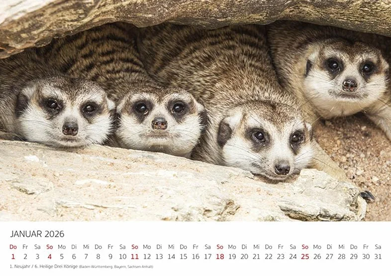 Edition Seidel Kalendarz premium surykatki na rok 2026, format DIN A5, kalendarz ścienny, kalendarz ze zwierzętami, Afryka, zoo, natura, paczka ssaków, dzikich zwierząt