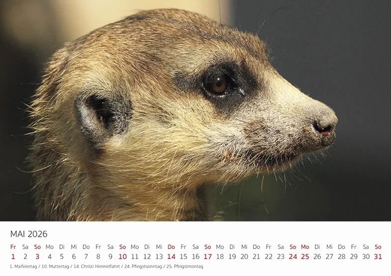 Edition Seidel Kalendarz premium surykatki na rok 2026, format DIN A5, kalendarz ścienny, kalendarz ze zwierzętami, Afryka, zoo, natura, paczka ssaków, dzikich zwierząt