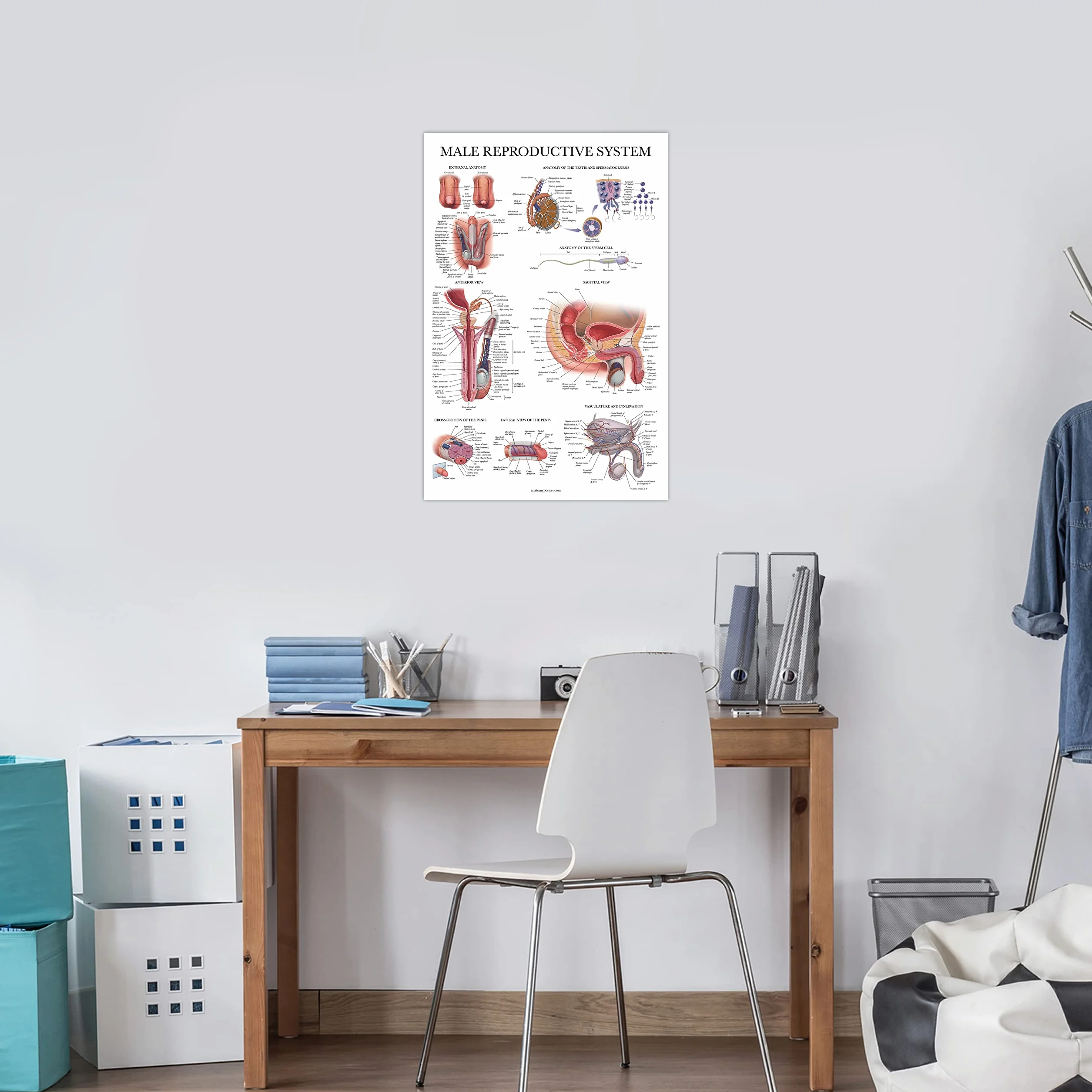 Palace Learning 2-pak męskich i żeńskich wykresów anatomicznych układu rozrodczego - zestaw plakatów anatomicznych dla mężczyzn i kobiet - 45 cm x 68 cm