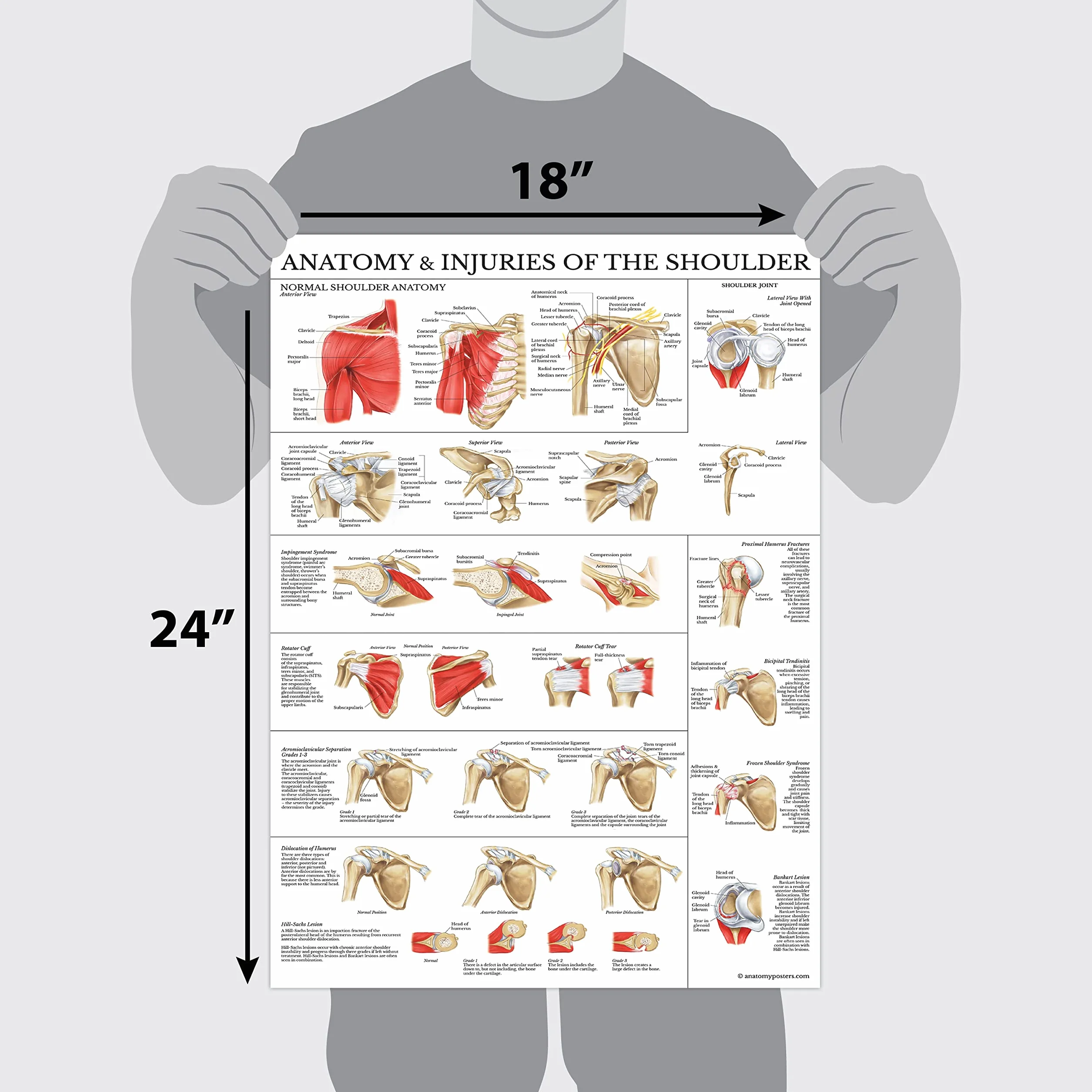 Palace Learning Zestaw 2 plakatów anatomia kolana i ramion – wykresy anatomiczne laminowany 45 cm x 61 cm