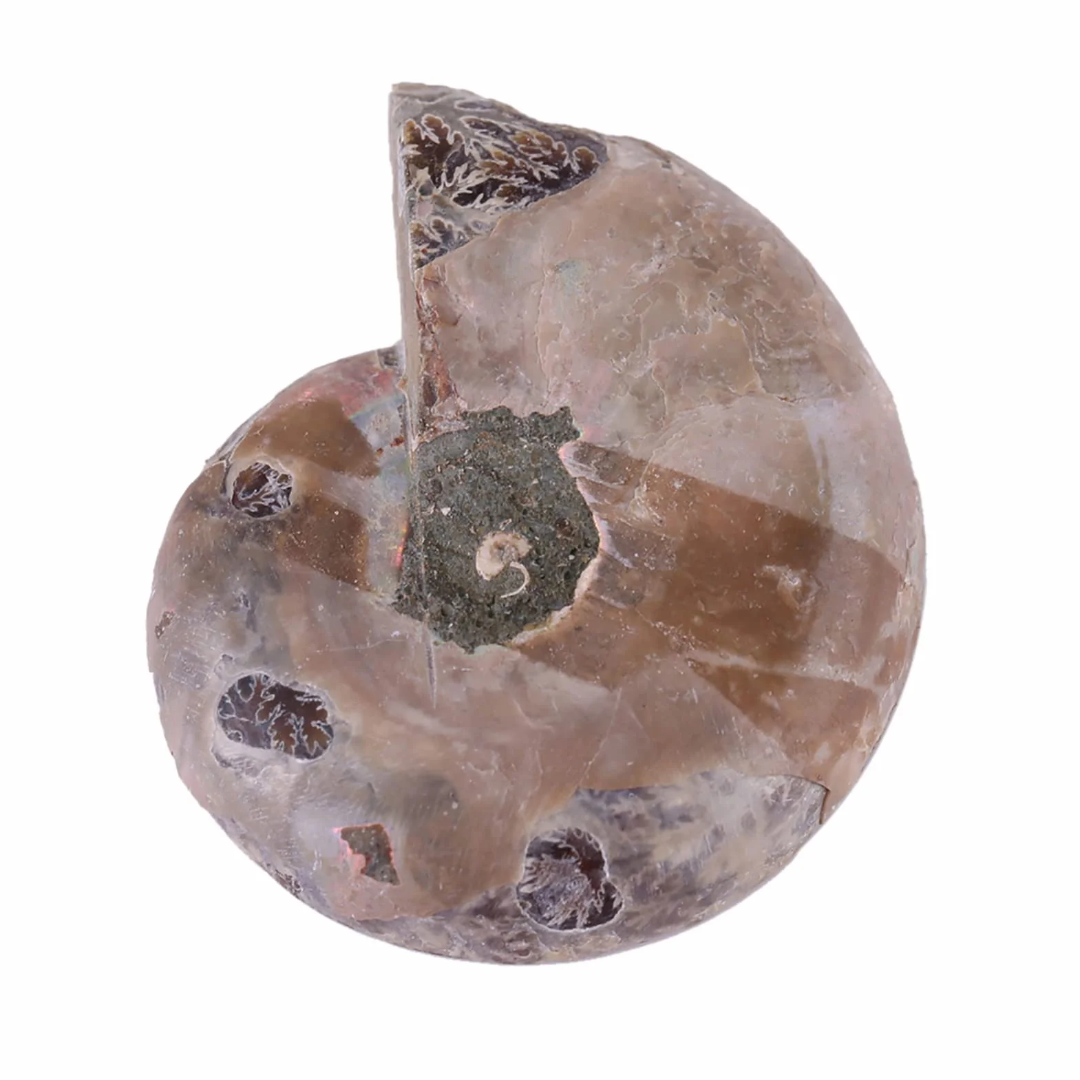 2 x amonitowe próbki skamieniałości, naturalny amonit kopalny okazy muszla Madagaskaru (4 cm/1,57 cala)