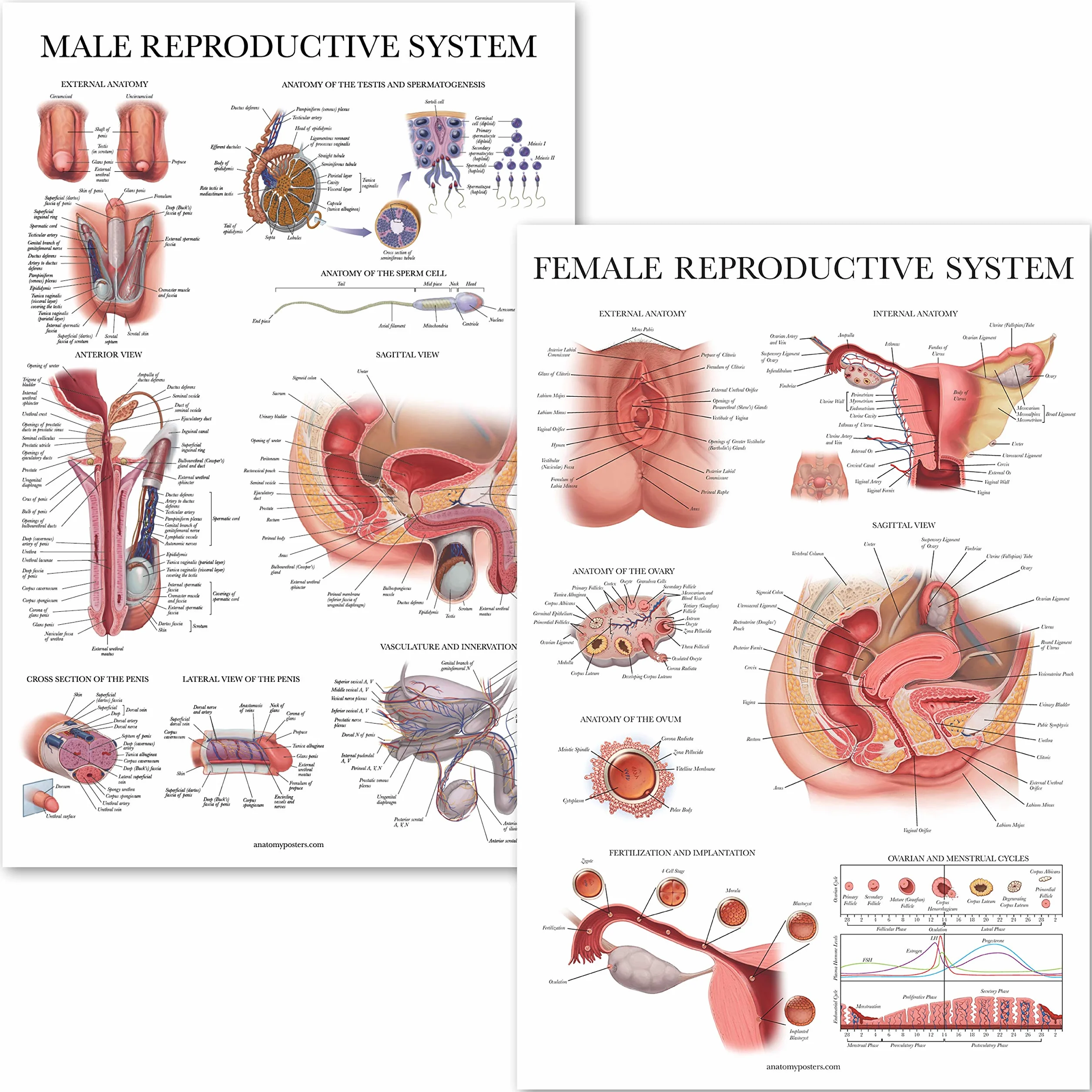 Palace Learning 2-pak męskich i żeńskich wykresów anatomicznych układu rozrodczego - zestaw plakatów anatomicznych dla mężczyzn i kobiet - 45 cm x 68 cm