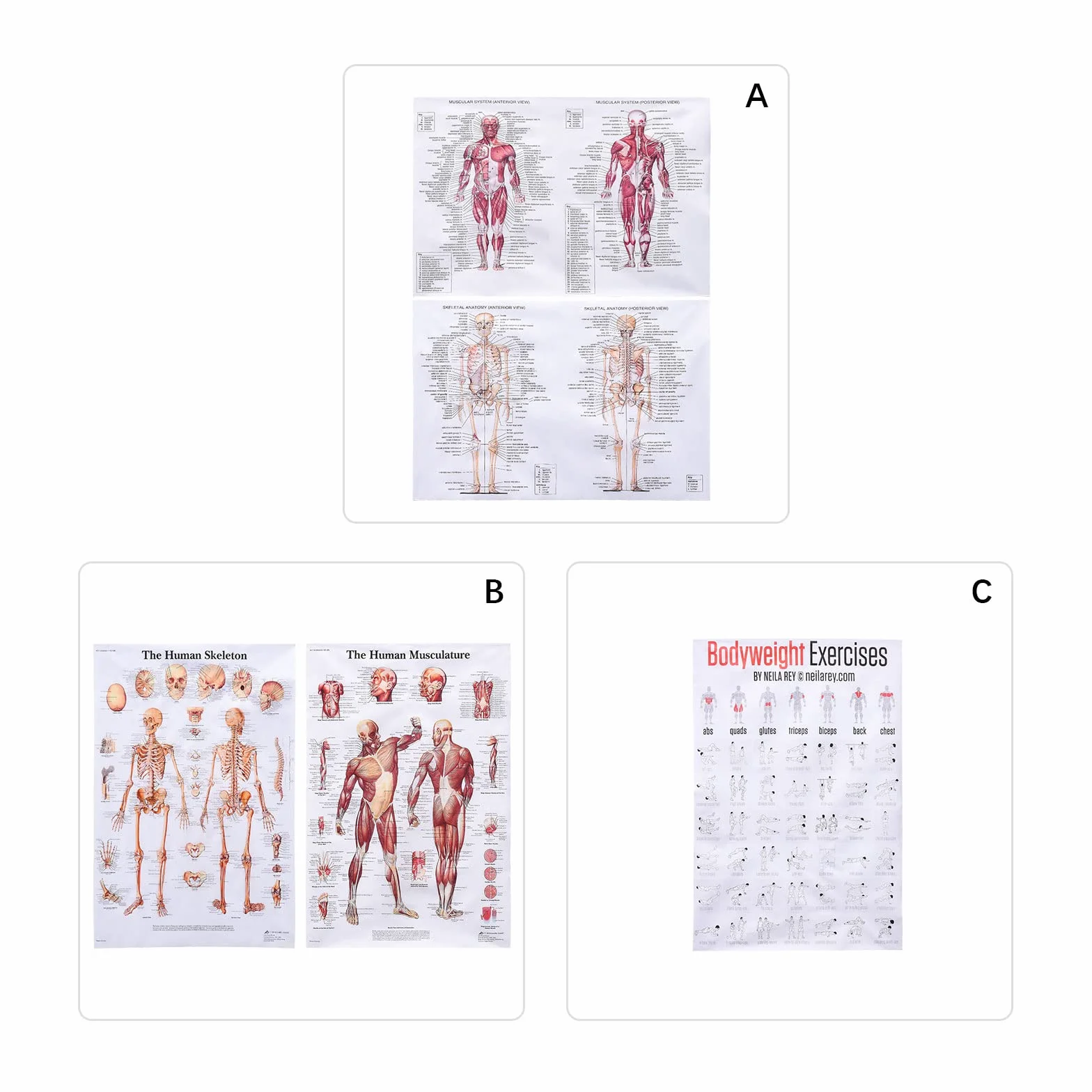 MISNODE Zestaw 2 plakatów anatomii człowieka mięśni układu mięśniowo-szkieletowego 45x68 cm